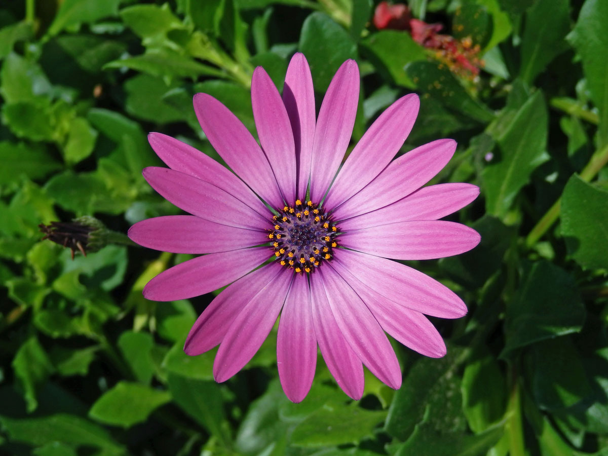 Osteospermum ecklonis (DC.) Norl.