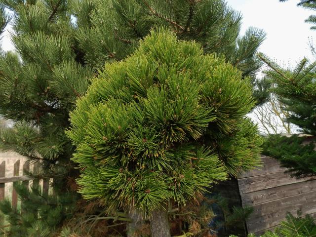 Čarověník na borovici lesní (Pinus sylvestris L.) (11a)