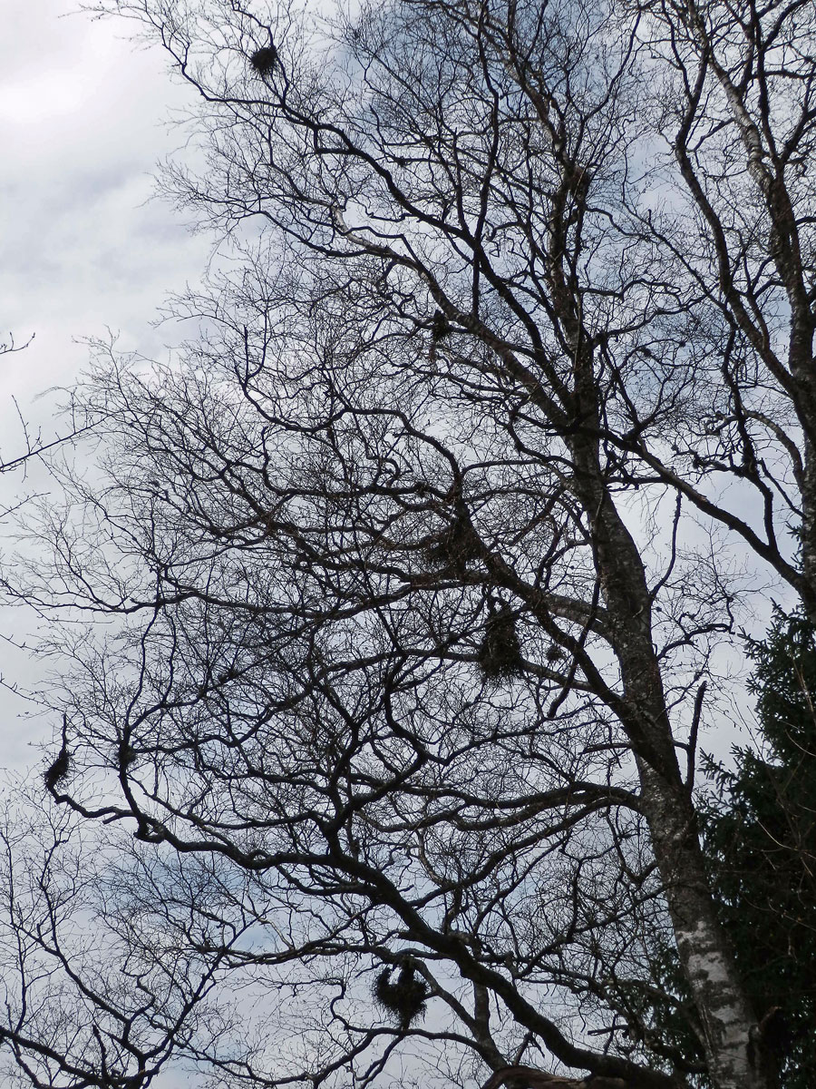 Čarověník na bříze bělokoré (Betula pendula Roth) (2a)