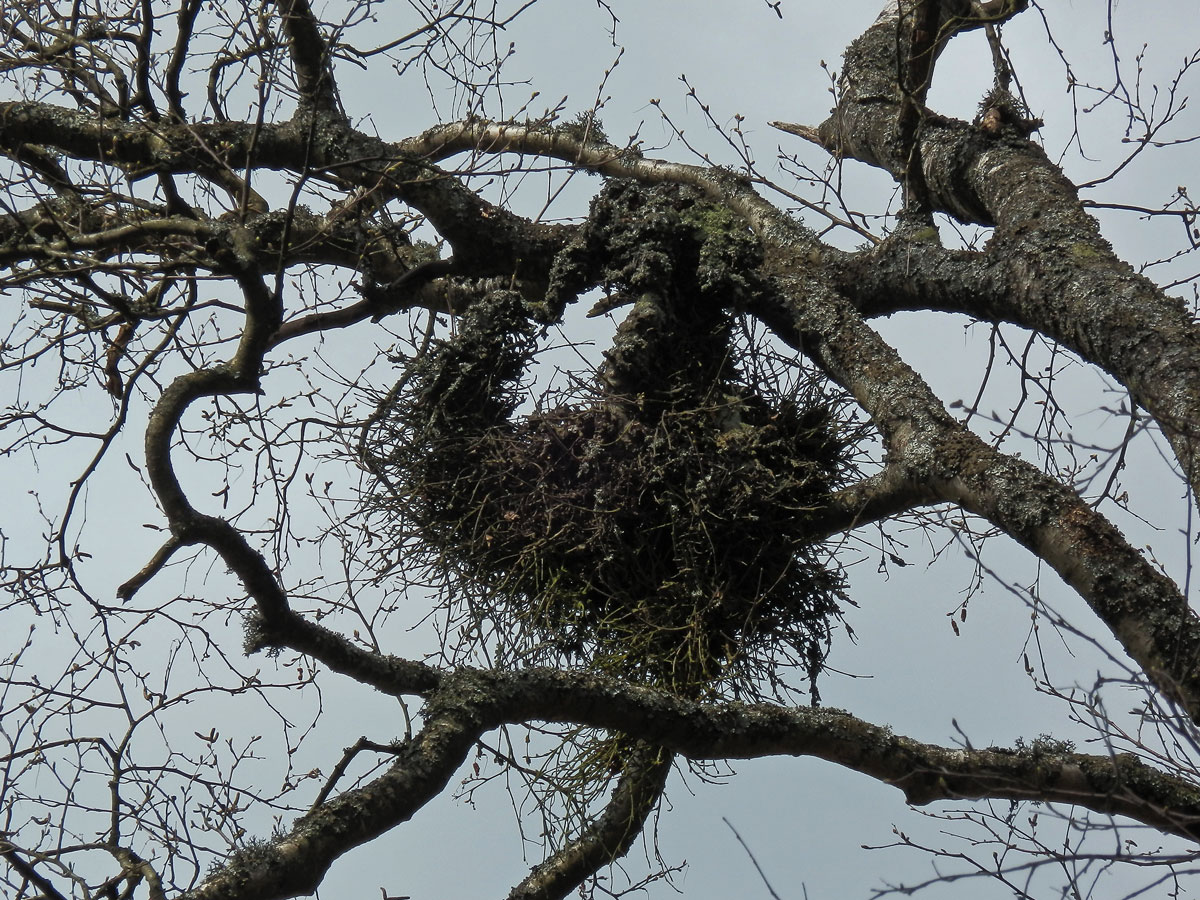 Čarověník na bříze bělokoré (Betula pendula Roth) (2c)