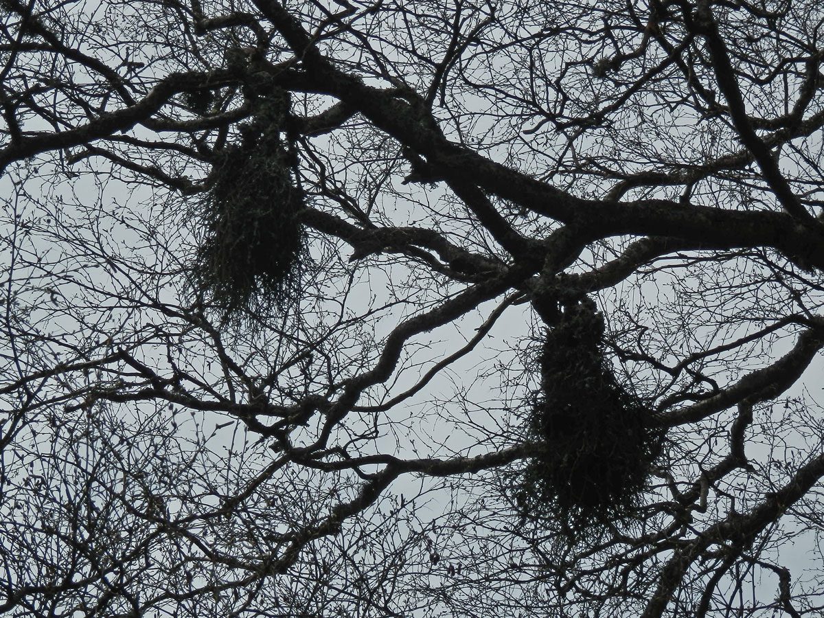 Čarověník na bříze bělokoré (Betula pendula Roth) (2d)