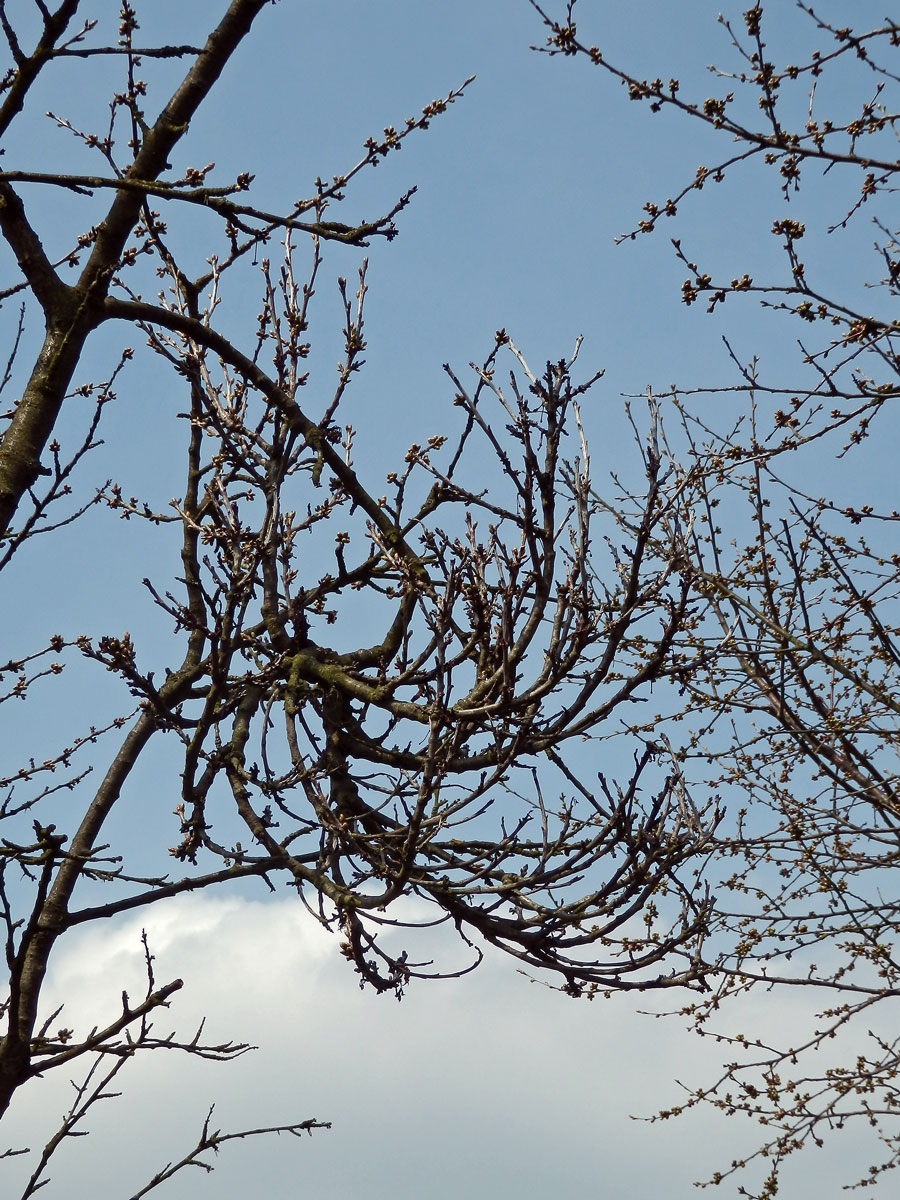 Čarověník na třešni ptačí (Prunus avium (L.) L.) (3)