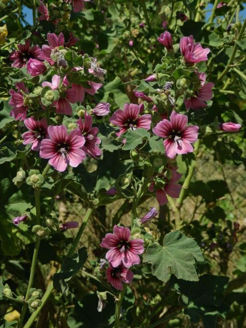 Slézovec stromový (Lavatera arborea L.)