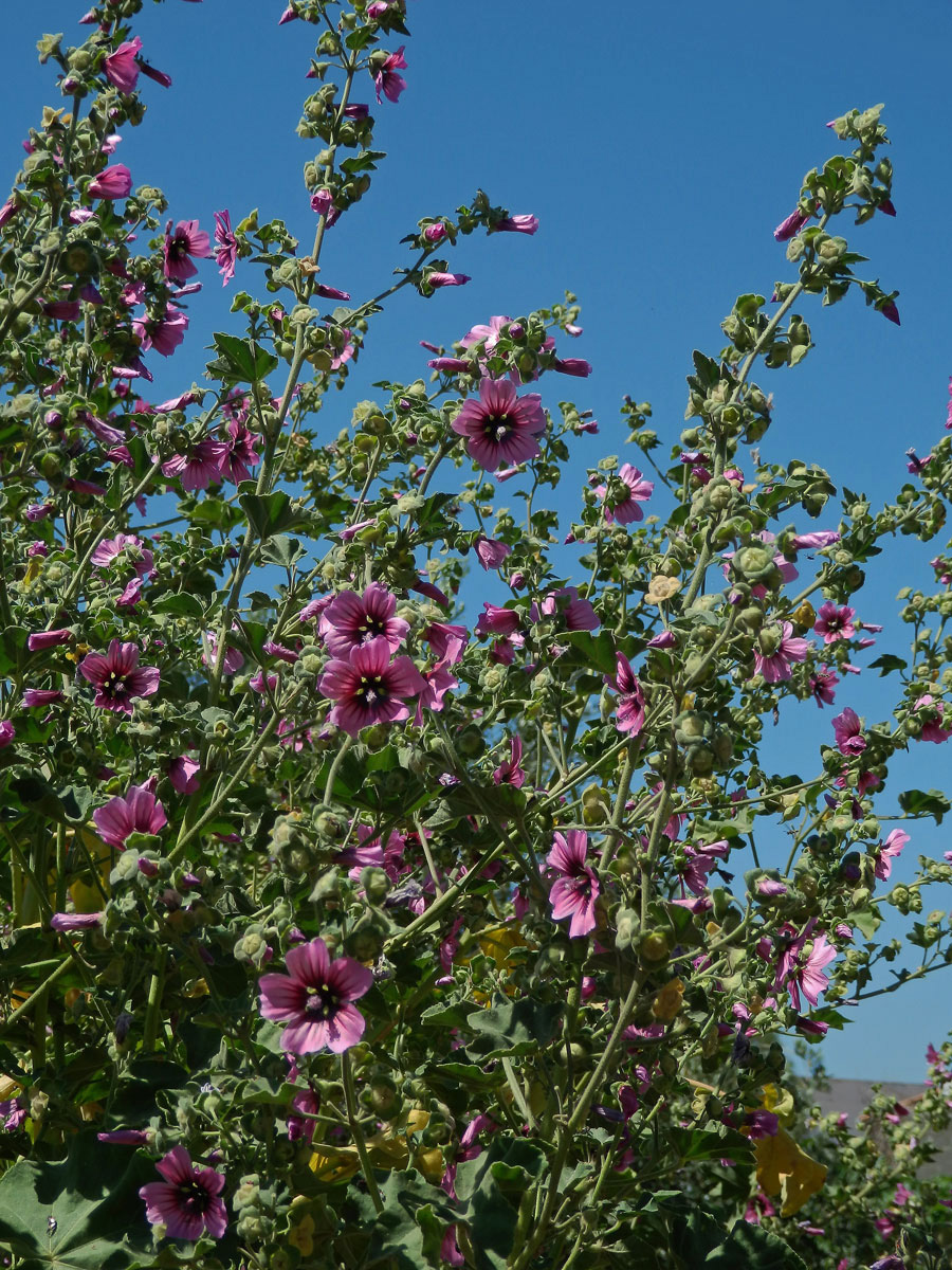 Slézovec stromový (Lavatera arborea L.)