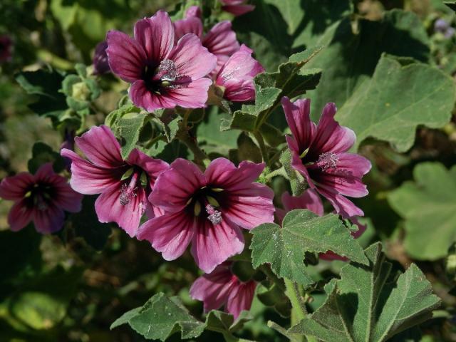 Slézovec stromový (Lavatera arborea L.)