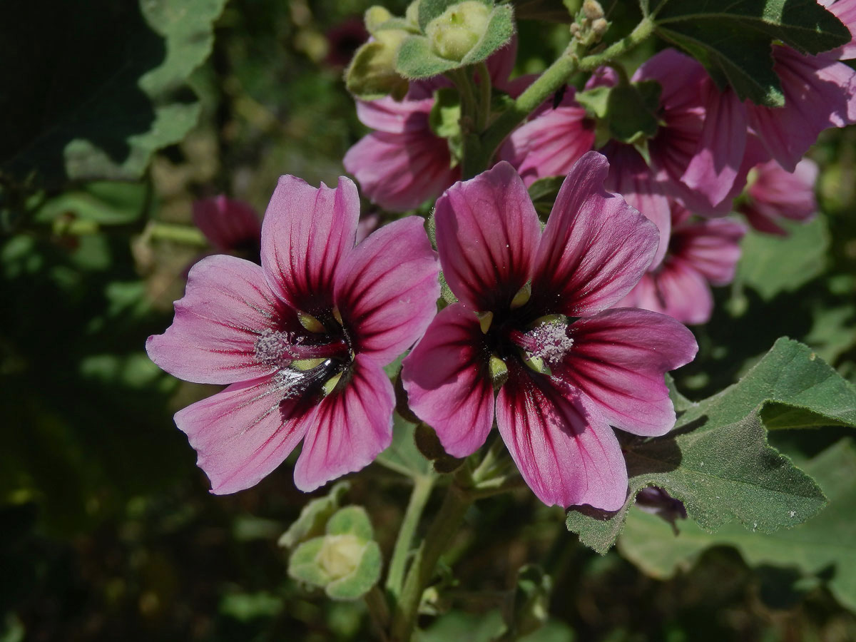 Slézovec stromový (Lavatera arborea L.)