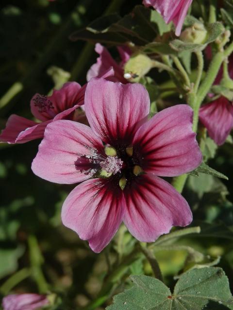 Slézovec stromový (Lavatera arborea L.)