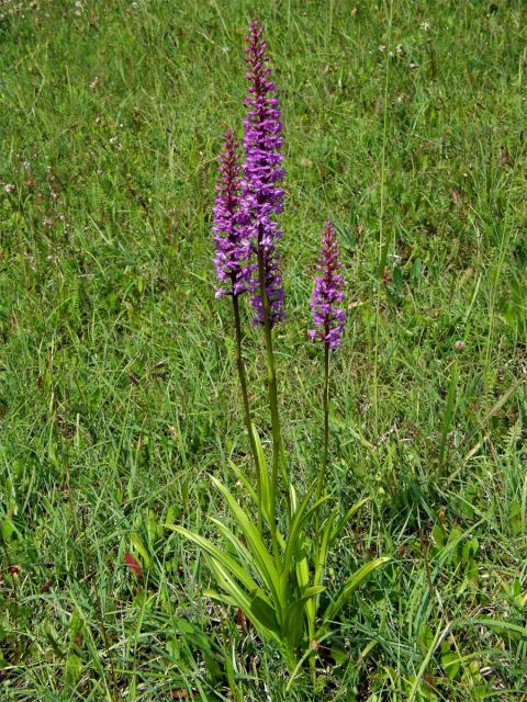 Pětiprstka žežulník (Gymnadenia conopsea (L.) R. Br.)