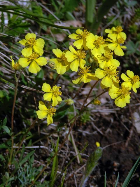 Devaterník šedý (Helianthemum canum (L.) Baumg)