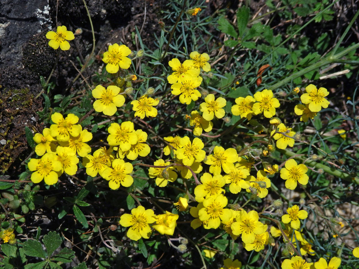 Devaterník šedý (Helianthemum canum (L.) Baumg)