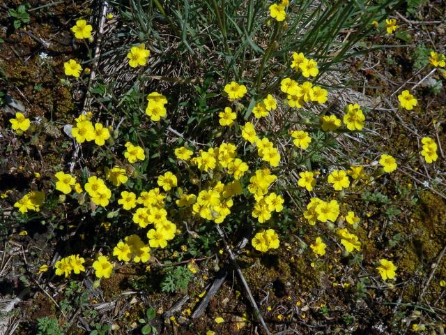 Devaterník šedý (Helianthemum canum (L.) Baumg)