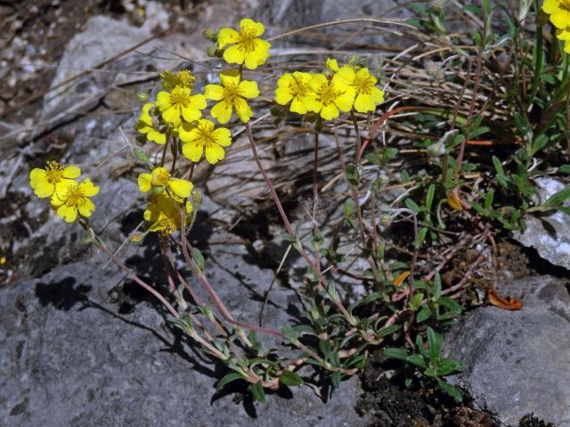 Devaterník šedý (Helianthemum canum (L.) Baumg)