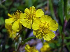 Devaterník šedý (Helianthemum canum (L.) Baumg)