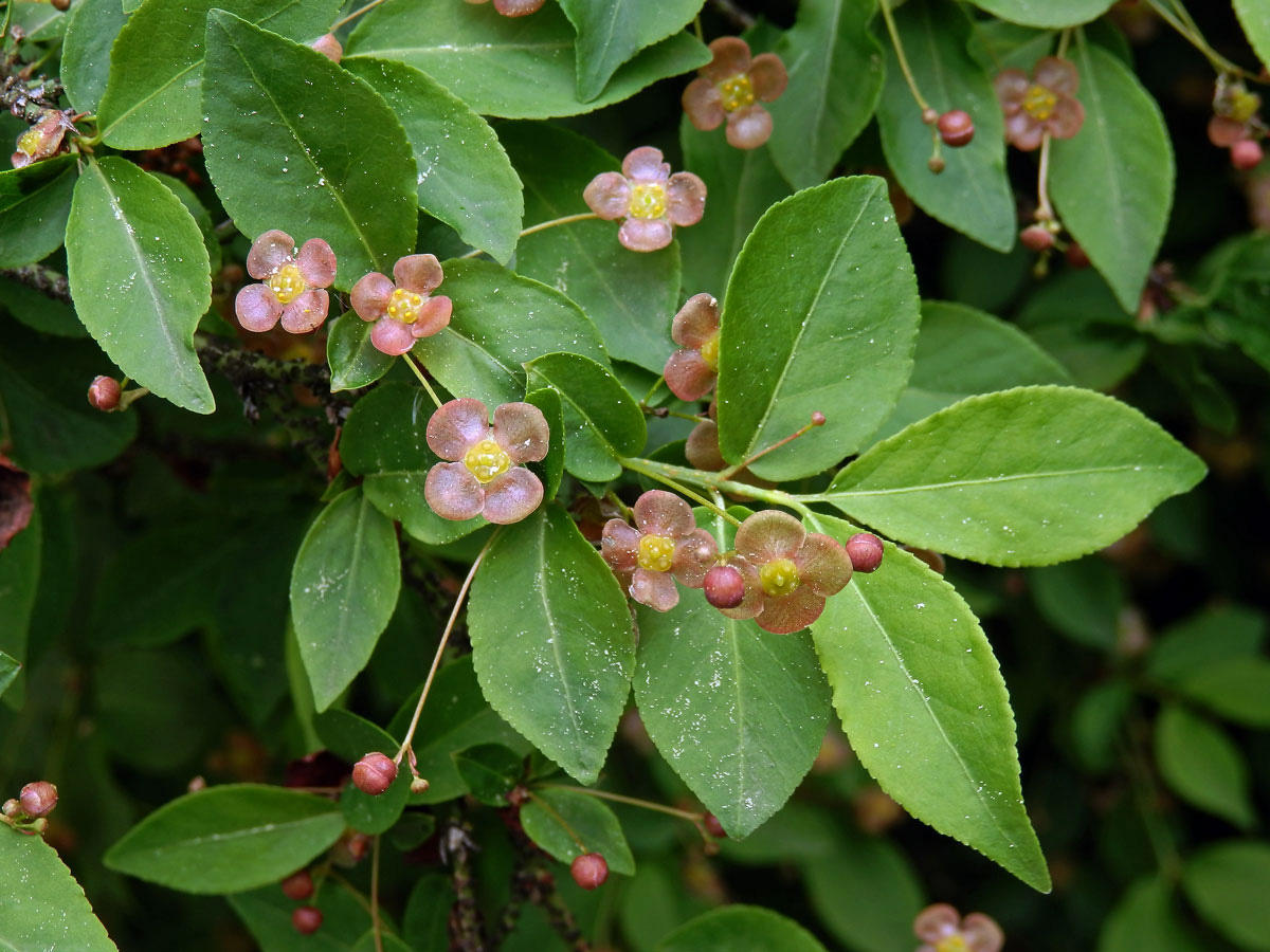 Brslen bradavičnatý (Euonymus verrucosa Scop.)