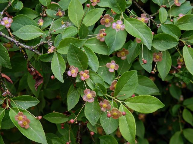 Brslen bradavičnatý (Euonymus verrucosa Scop.)