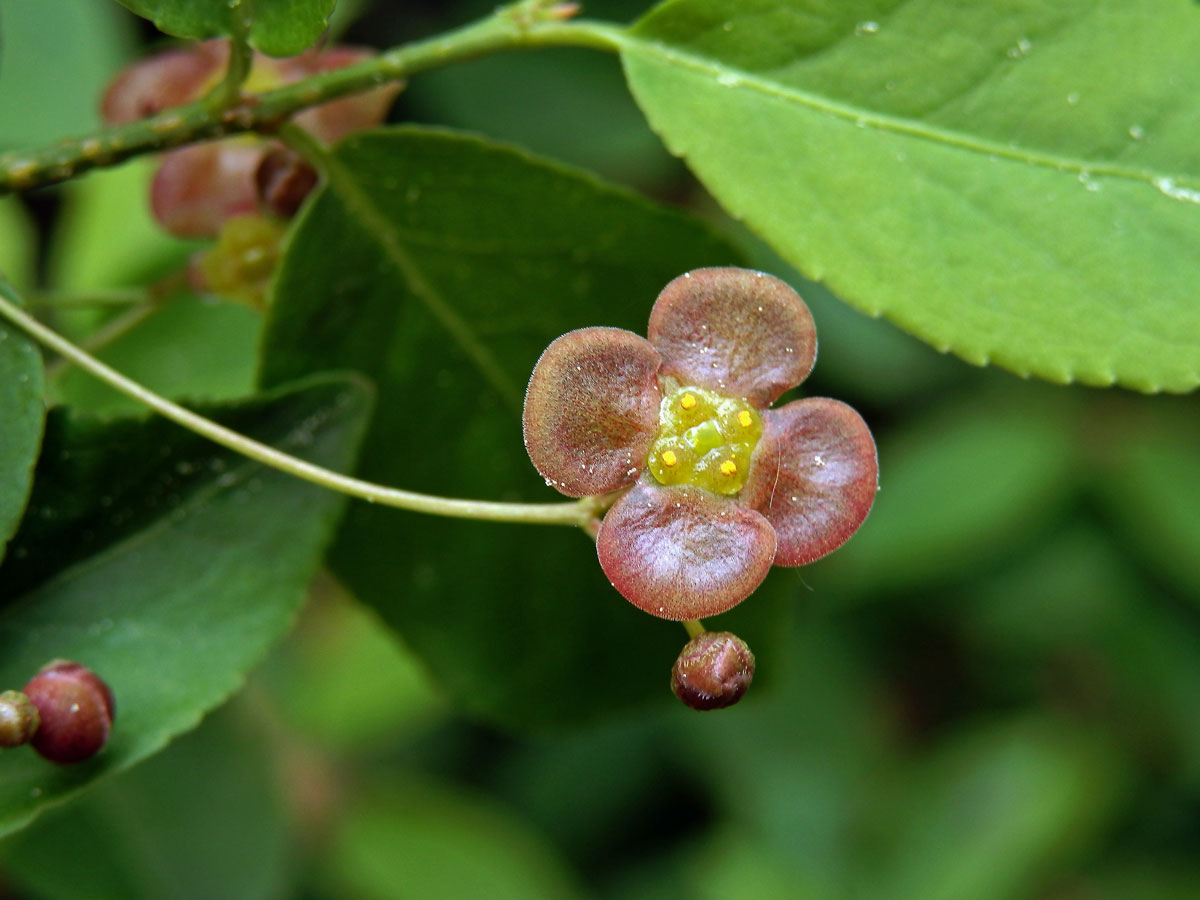 Brslen bradavičnatý (Euonymus verrucosa Scop.)