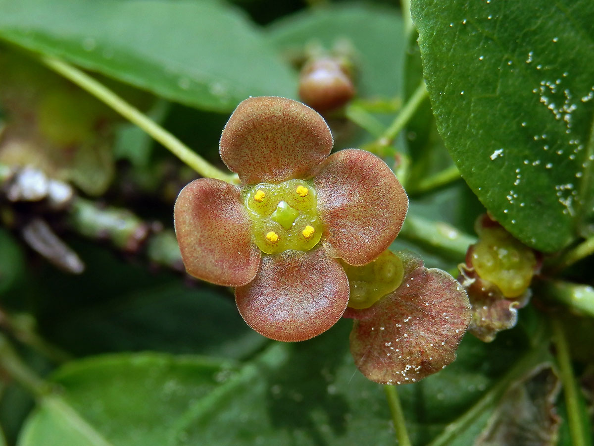 Brslen bradavičnatý (Euonymus verrucosa Scop.)