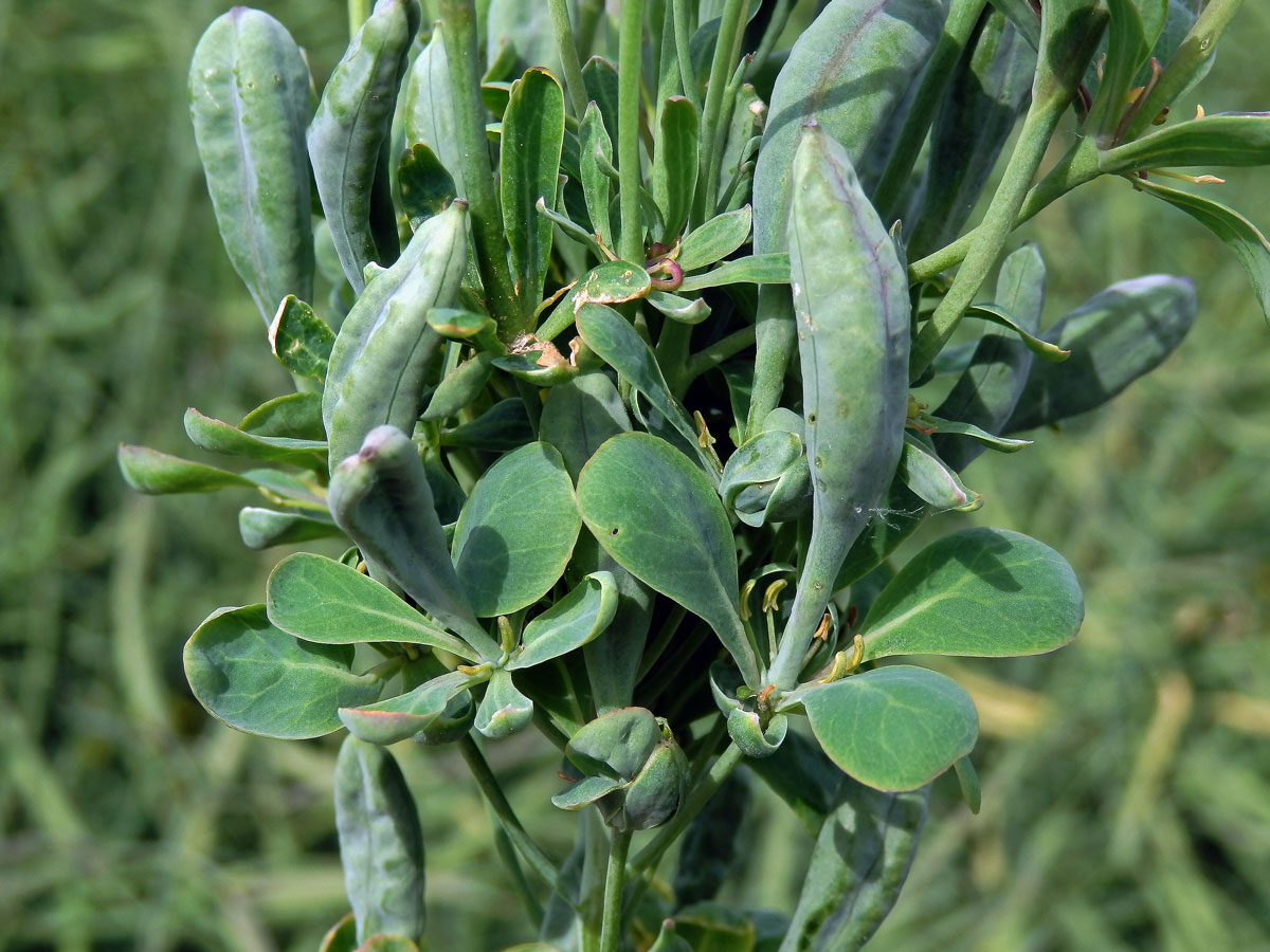 Brukev řepka (Brassica napus L.), květy se zlistělými korunními plátky (2c)