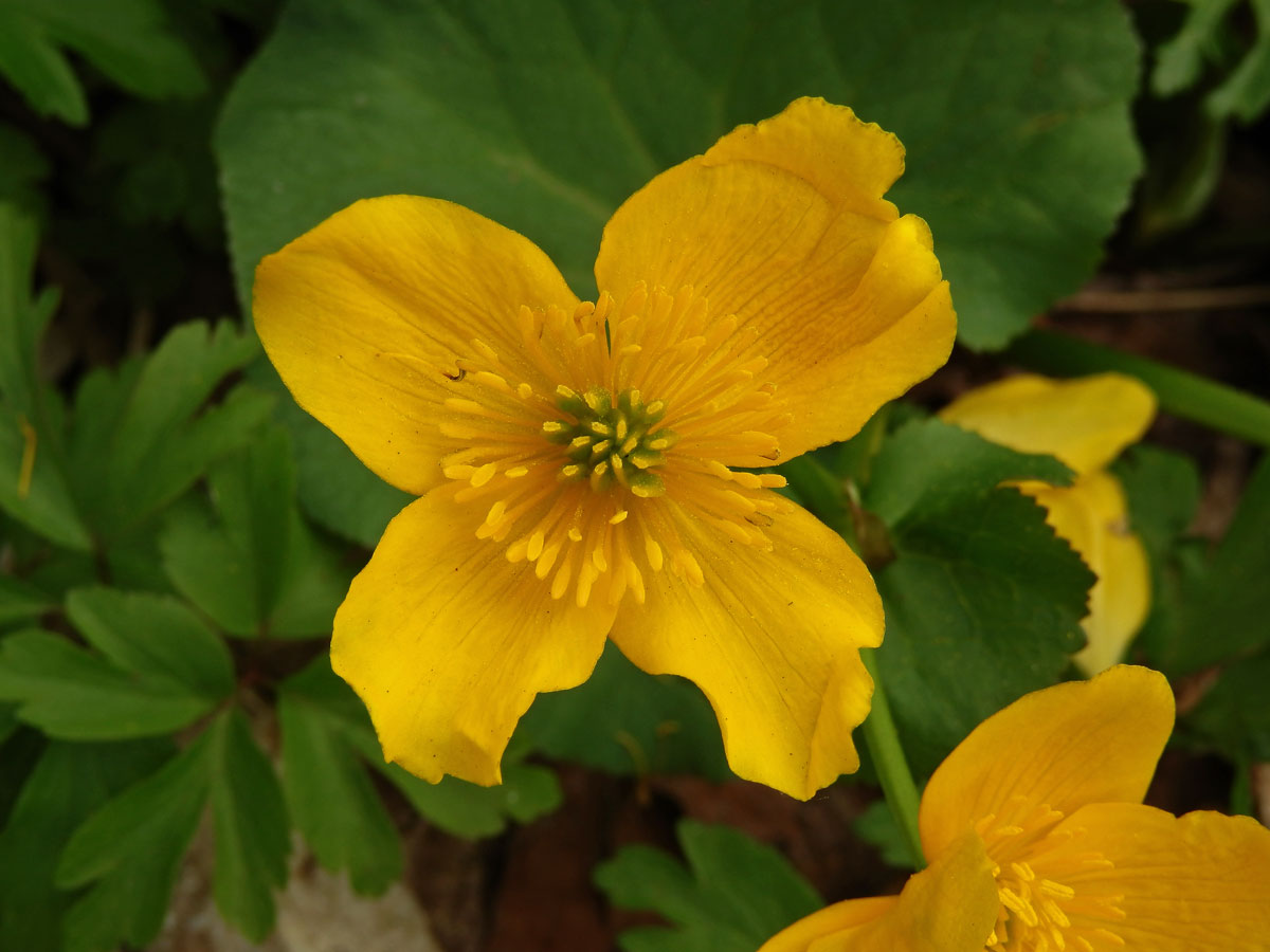 Blatouch bahenní (Caltha palustris L.), čtyřčetný květ