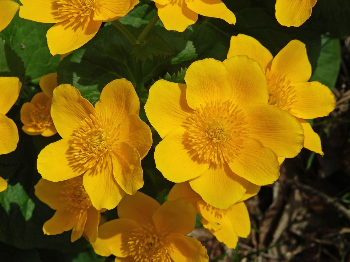 Blatouch bahenní (Caltha palustris L.), sedmičetný květ (1)