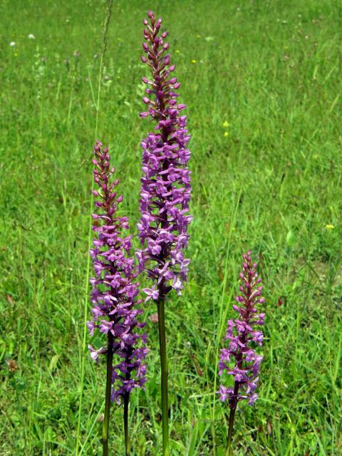 Pětiprstka žežulník (Gymnadenia conopsea (L.) R. Br.)