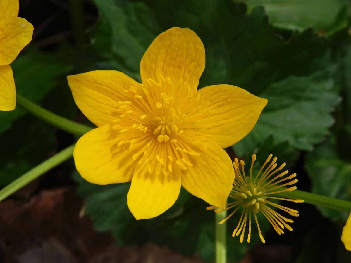 Blatouch bahenní (Caltha palustris L.), šestičetný květ (1)