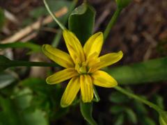 Křivatec žlutý (Gagea lutea (L.) Ker-Gawler) - osmičetný květ (1b)
