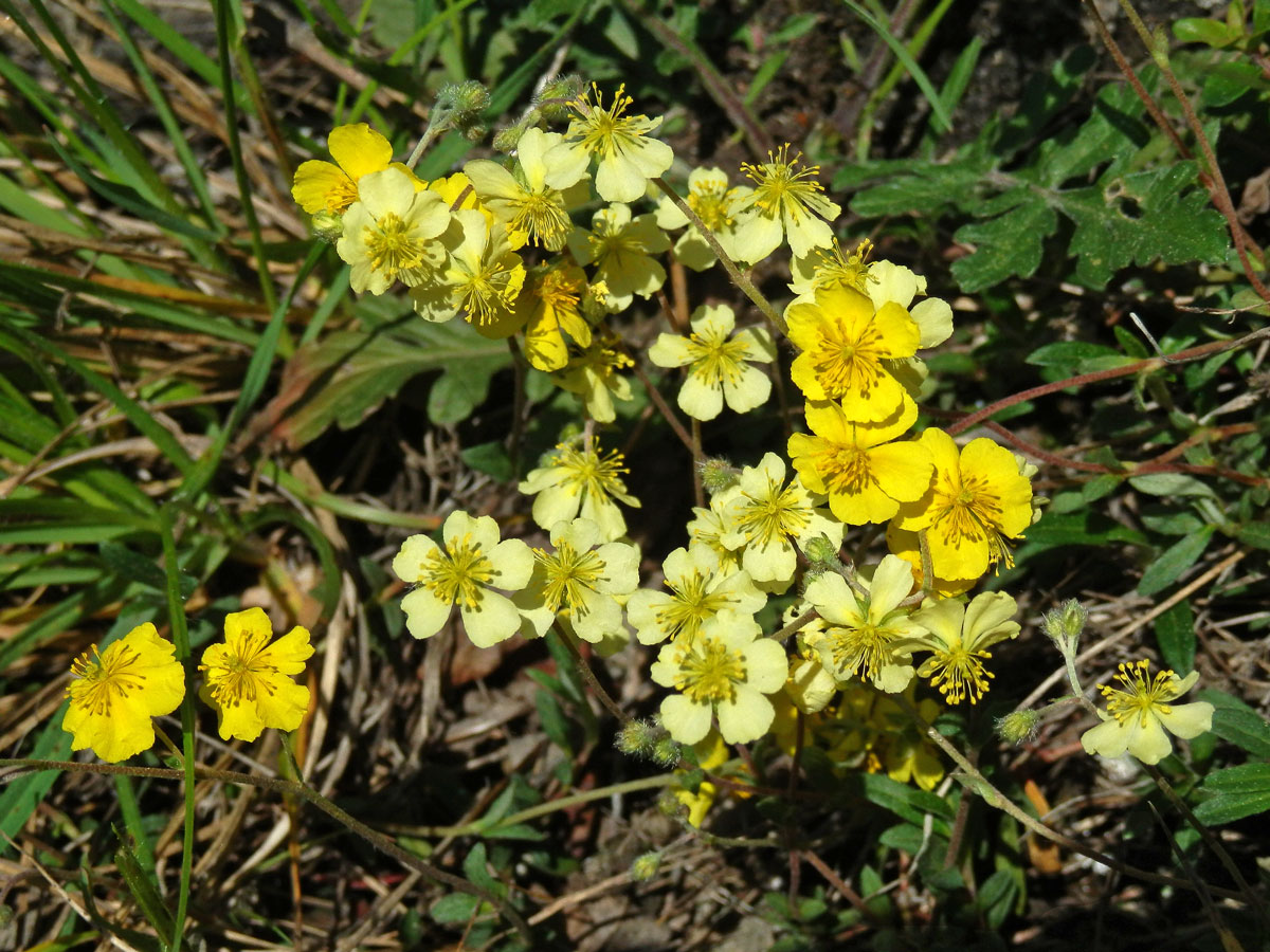 Devaterník šedý (Helianthemum canum (L.) Baumg), světle žluté květy (1a)