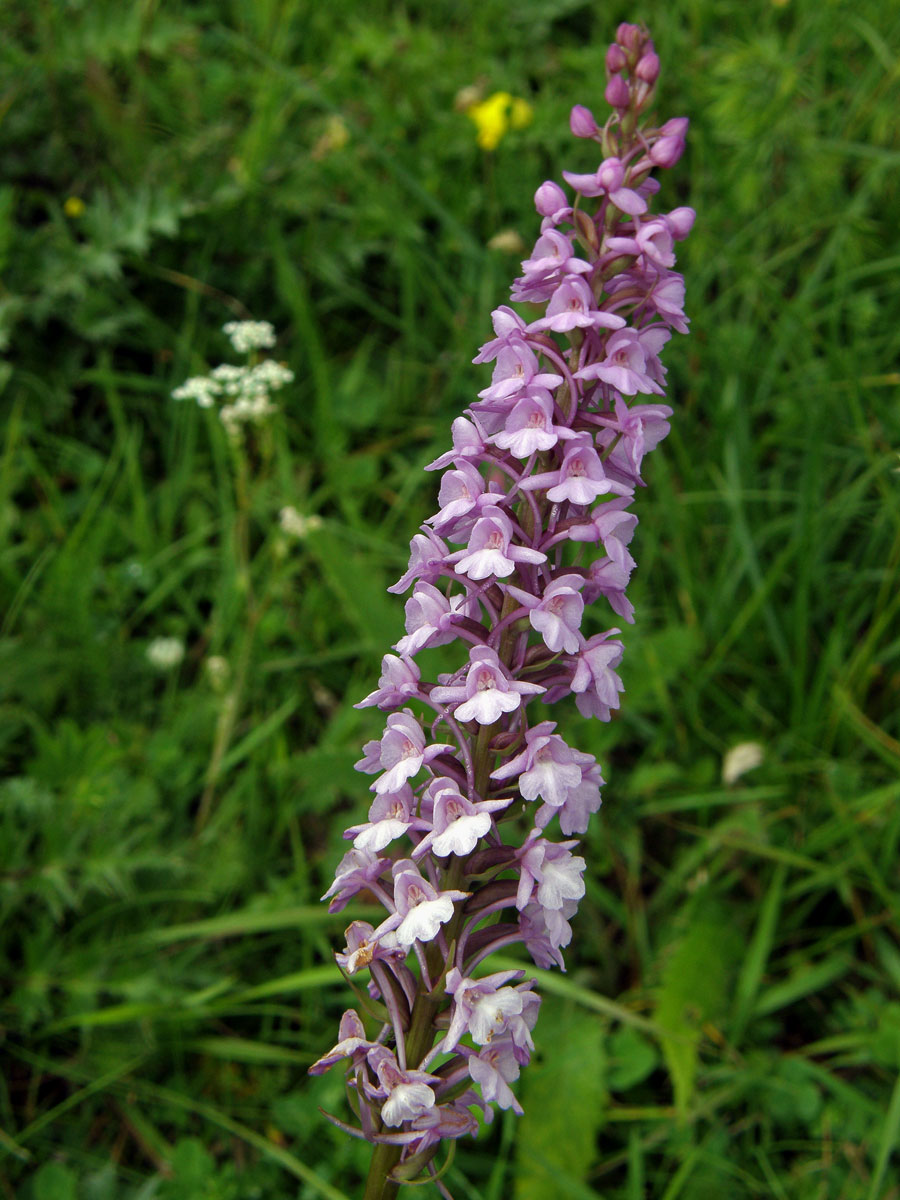 Pětiprstka žežulník (Gymnadenia conopsea (L.) R. Br.)