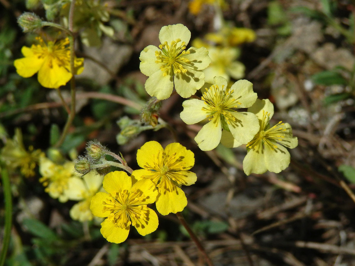 Devaterník šedý (Helianthemum canum (L.) Baumg), světle žluté květy (1b)