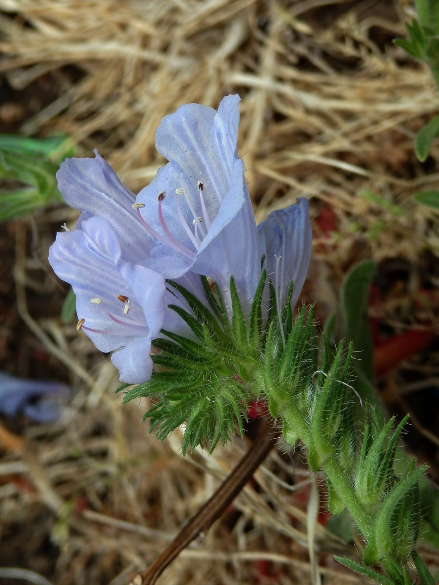 Hadinec jitrocelovitý (Echium plantagineum L.) s květy světle modré barvy (1a)