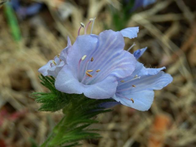 Hadinec jitrocelovitý (Echium plantagineum L.) s květy světle modré barvy (1b)