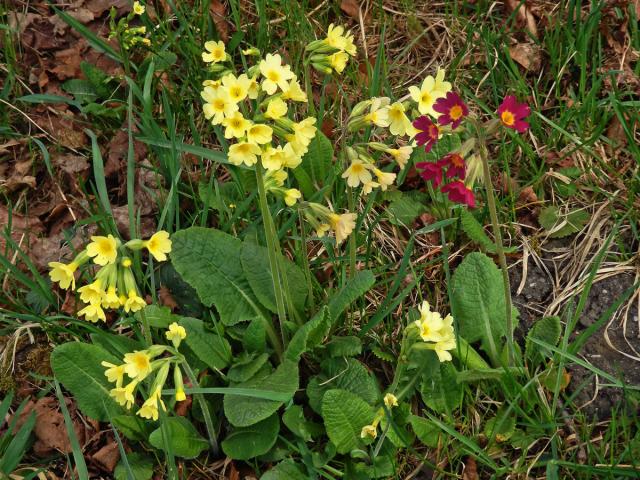 Prvosenka vyšší (Primula elatior (L.) Hill.) s červenými květy (1a)