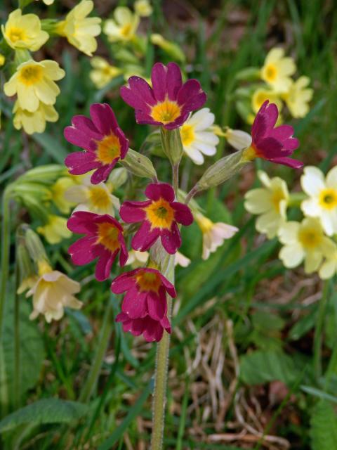 Prvosenka vyšší (Primula elatior (L.) Hill.) s červenými květy (1b)