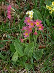 Prvosenka vyšší (Primula elatior (L.) Hill.) s červenými květy (2a)