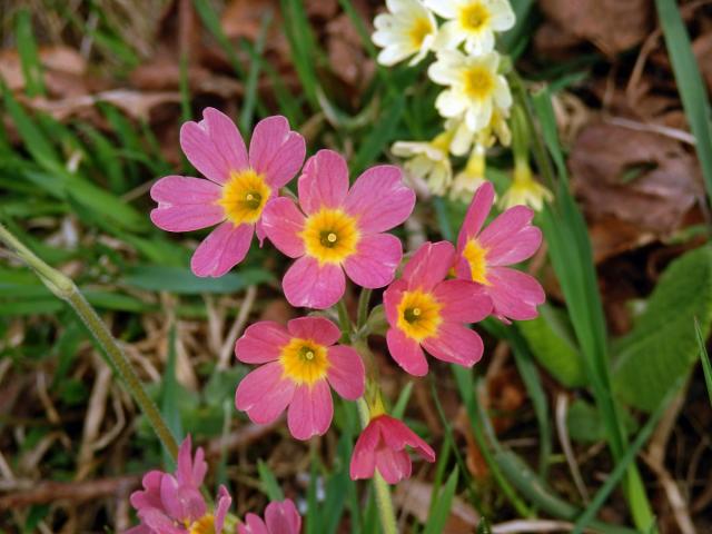 Prvosenka vyšší (Primula elatior (L.) Hill.) s červenými květy (2b)