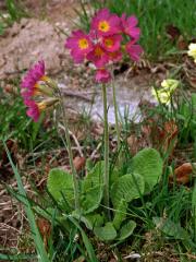 Prvosenka vyšší (Primula elatior (L.) Hill.) s červenými květy (3a)