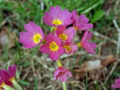 Prvosenka vyšší (Primula elatior (L.) Hill.) s červenými květy (3b)