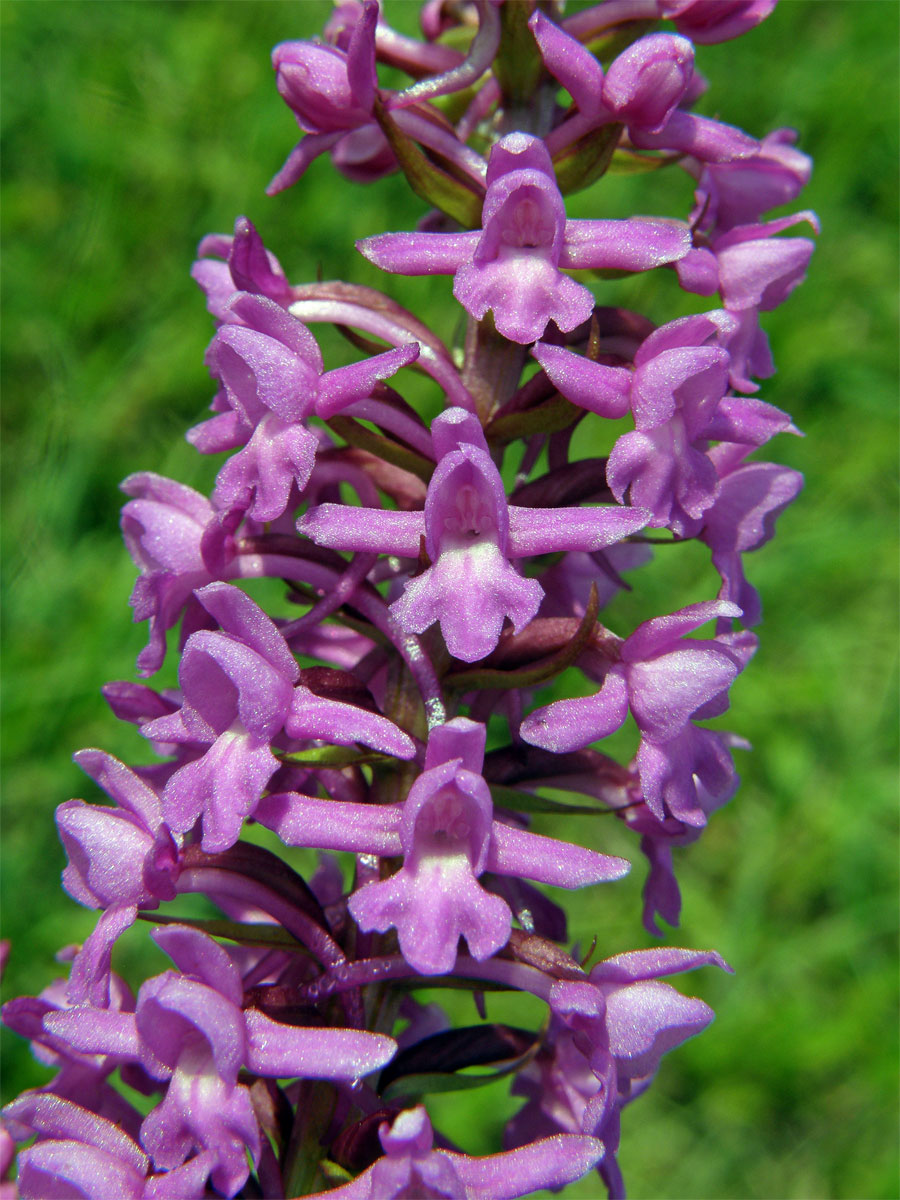 Pětiprstka žežulník (Gymnadenia conopsea (L.) R. Br.)