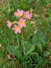 Prvosenka vyšší (Primula elatior (L.) Hill.) s červenými květy (4)