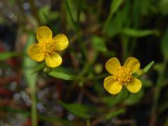 Pryskyřník plamének (Ranunculus flammula L.) s čtyřčetnými květy (1a)