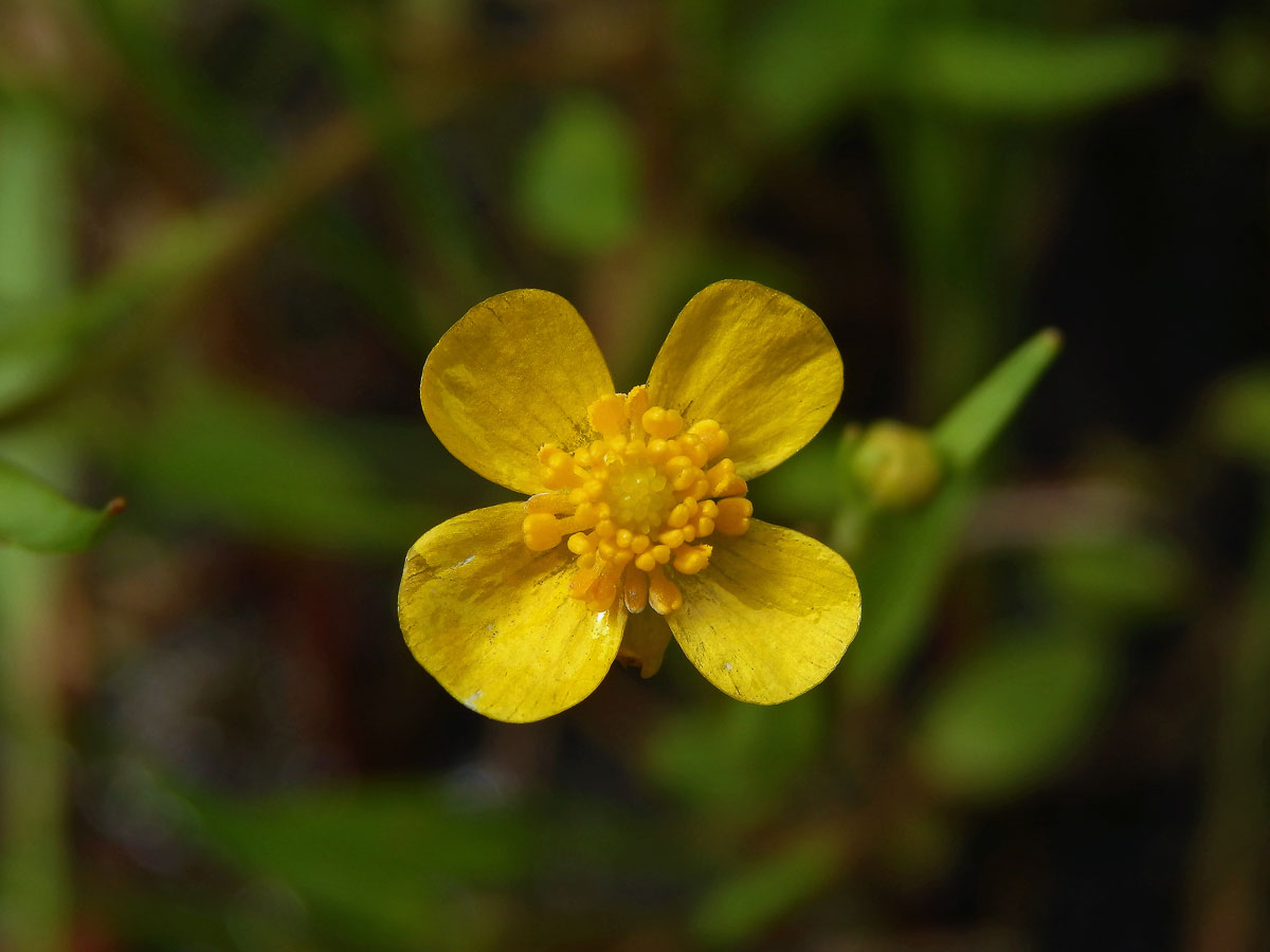 Pryskyřník plamének (Ranunculus flammula L.) s čtyřčetnými květy (1b)