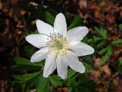 Sasanka hajní (Anemone nemorosa L.) - devítičetný květ (2)