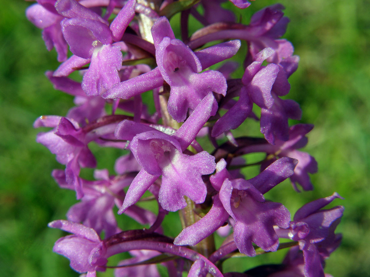 Pětiprstka žežulník (Gymnadenia conopsea (L.) R. Br.)