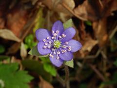 Jaterník podléška (trojlaločný) (Hepatica nobilis Schreber) - květ s anomálním kalichem (2)