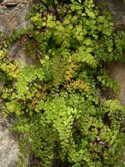 Netík Venušin vlas (Adiantum capillus-veneris L.)