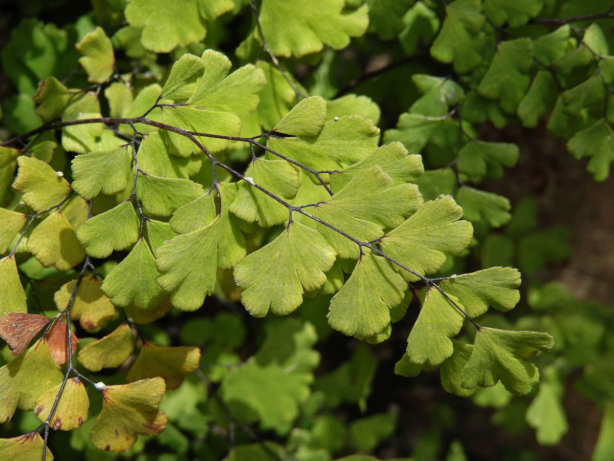 Netík Venušin vlas (Adiantum capillus-veneris L.)