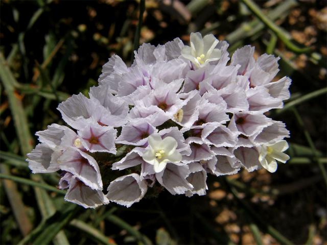 Limonka chobotnatá (Limonium sinuatum (L.) Mill.) s růžovými kalichy