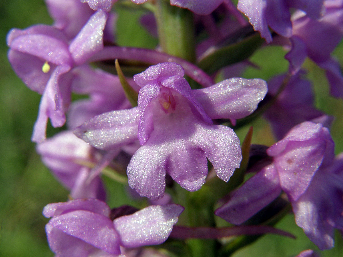 Pětiprstka žežulník (Gymnadenia conopsea (L.) R. Br.)