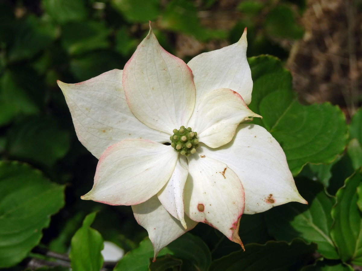 Svída japonská (Cornus kousa Buerg.) Hance) se zdvojeným počtem palistů